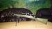 Remington 700 VTR .308