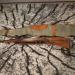 Mauser M98 kal 308 Win.