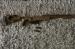 Osada Accuracy AX long action .338