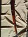 Karabin powtarzalny K31 Schmidt Rubin
