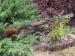 BOCK ARMED SP12 12/76
