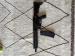 Daniel Defense Mk18 10,3” 5,56